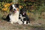 BERGER AUSTRALIEN - ADULT & PUPPY 017